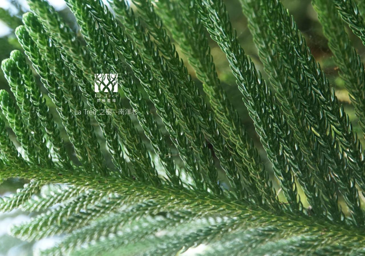 둥허 La Tree 普椿農場木子莊園 아파트 외부 사진