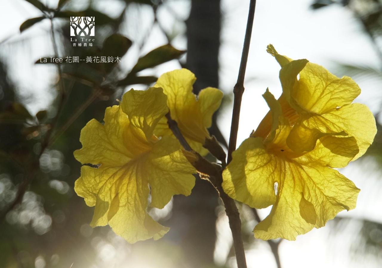 둥허 La Tree 普椿農場木子莊園 아파트 외부 사진