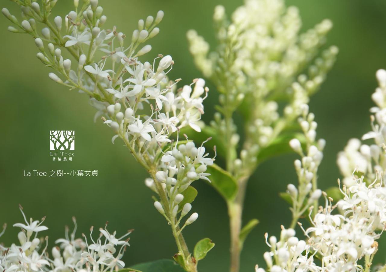 둥허 La Tree 普椿農場木子莊園 아파트 외부 사진