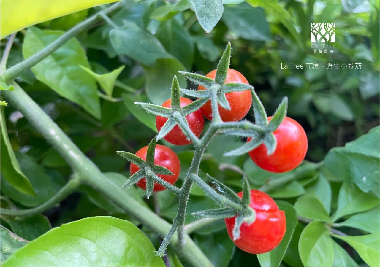 둥허 La Tree 普椿農場木子莊園 아파트 외부 사진