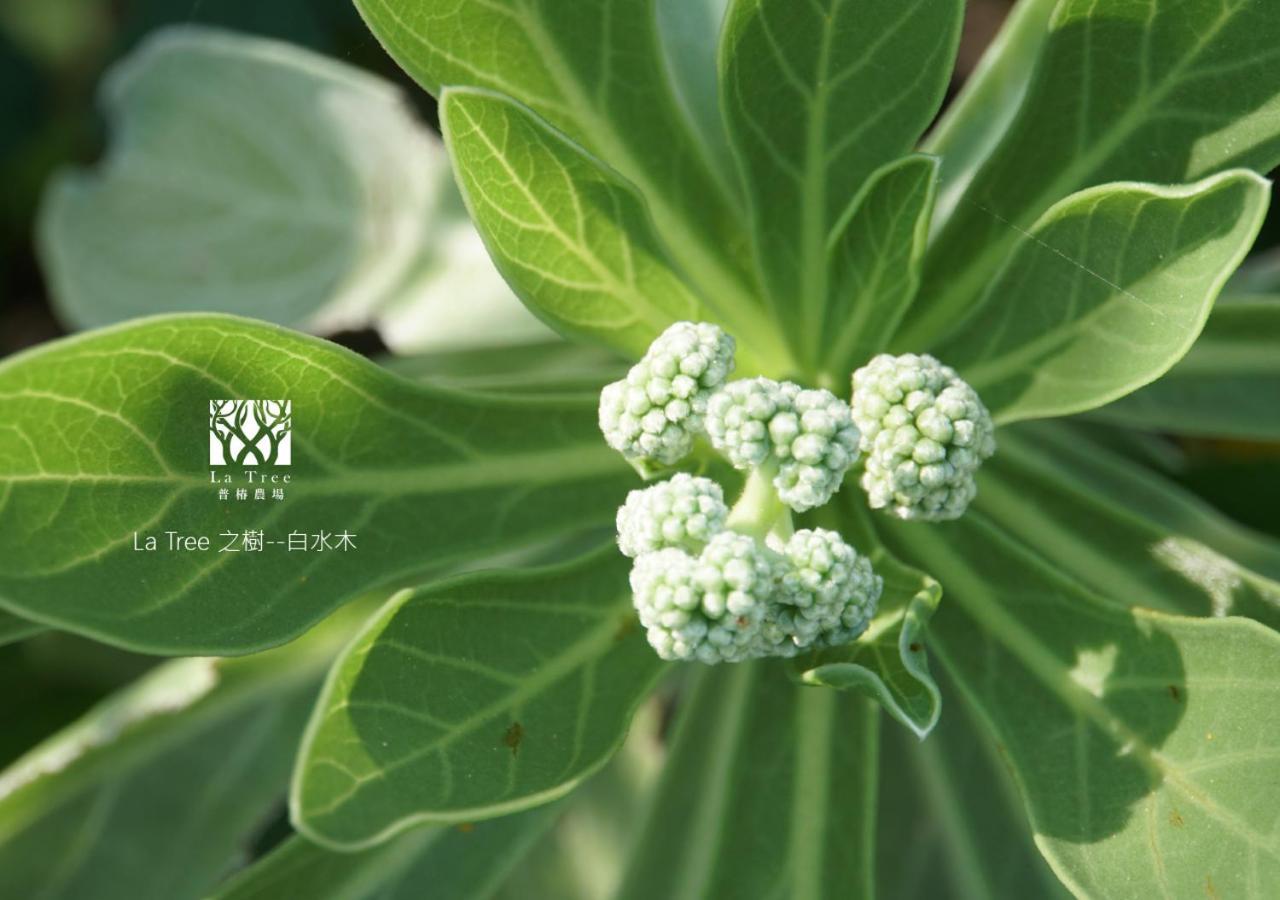 둥허 La Tree 普椿農場木子莊園 아파트 외부 사진