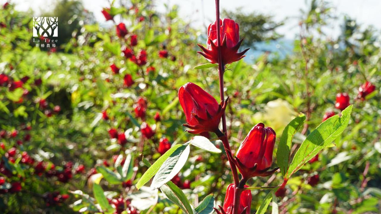 둥허 La Tree 普椿農場木子莊園 아파트 외부 사진